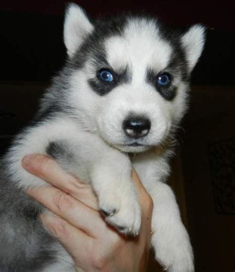 We did not find results for: Funny Picture Clip: Funny pictures: Siberian husky puppies breeders, siberian husky breeder