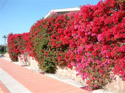 Bougainvillea San Diego Red