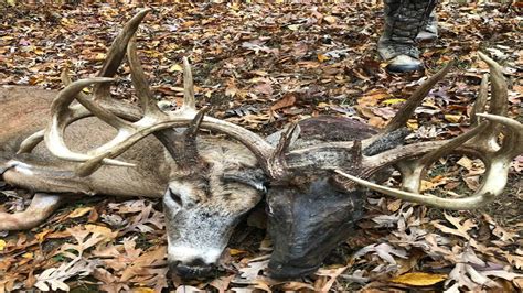 Two Headed Deer Killed In Kentucky