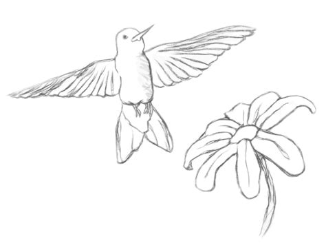 Maybe you would like to learn more about one of these? Hummingbird Line Drawing at GetDrawings | Free download