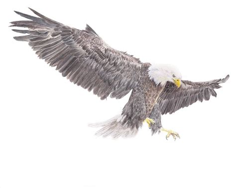 Maybe you would like to learn more about one of these? Bald Eagle Drawing - Gemma Whelbourn Art in coloured pencils