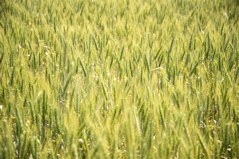 Golden Wheat Field In Sunlight Stock Image Image Of Landscape