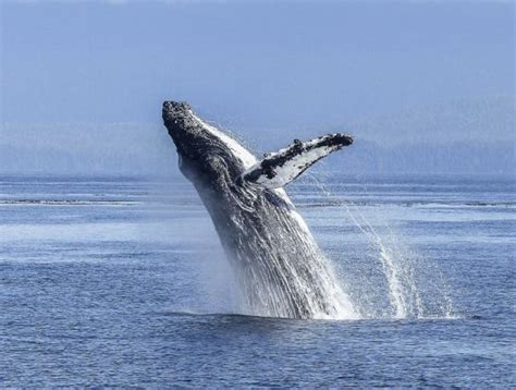 Whale Sightings Beautiful British Columbia