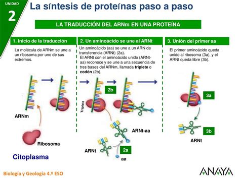 Proceso De Sintesis De Proteinas Paso A Paso Dinami