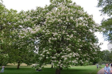 Recensisci per primo questo prodotto. Catalpa fiori | Alberi da ombra, Giardinaggio, Coltivare