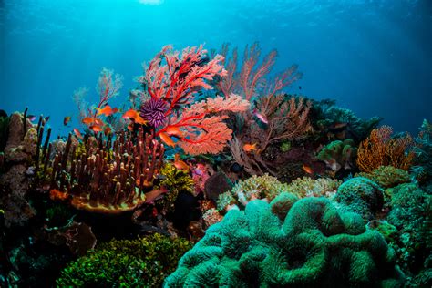 Australia's great barrier reef is great in every way. Experience the Great Barrier Reef in a scUber | Travel Earth