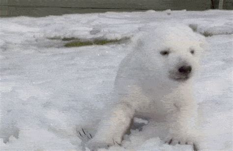 Toronto Zoo Polar Bear Cub Sees Snow For The First Time Video