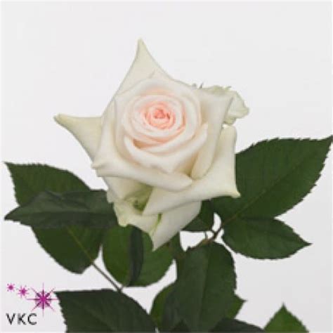 White Akito Roses 100 Stems 40 Cm Toronto Bulk Flowers