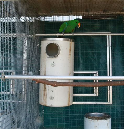 Green Parrot Sitting On Top Of Pvc Nest Box Bird Boxes Nesting Boxes