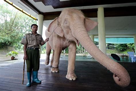 Myanmar Captures Rare White Elephant Widely Considered As ‘political