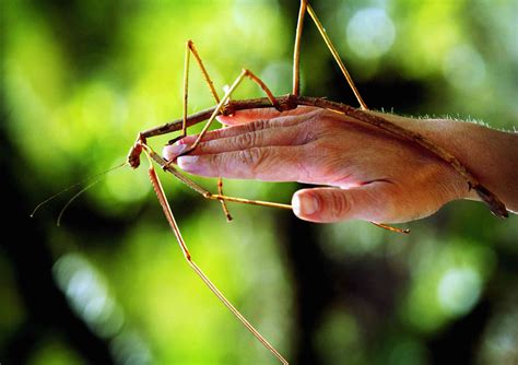 10 Of The Largest Insects In The World