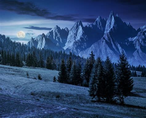 Spruce Trees On Hillside In Mountains At Night Stock Image Image Of