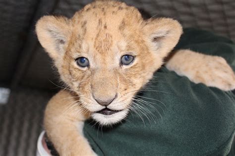 A Trio Of Lion Cubs Animal Fact Guide