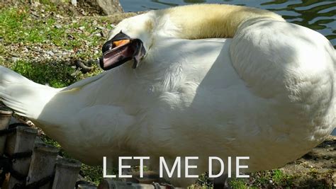 Swan Let Me Die Animal Funny Meme Animals Funny Memes Funny Animals