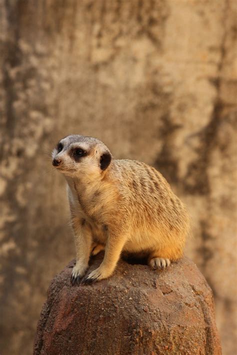 Tier Erdmännchen Zoo Kostenloses Foto Auf Pixabay