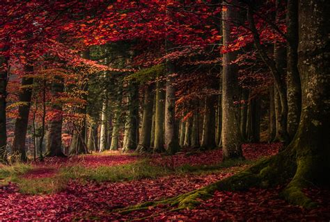 Nature Landscape Forest Fall Leaves Trees Roots Grass Red Moss
