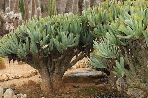 Keep in mind the harsh afternoon sun in the summer months might result in leaf burns. Aloe plicatilis