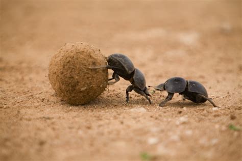 Animal Sex How Dung Beetles Do It Live Science