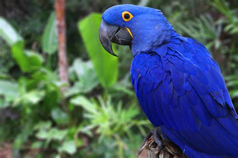 How Many Blue Macaws Are Left In The World A Z Animals