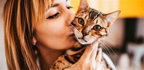 Do Cats Like Being Kissed Learning How Cats Show Love