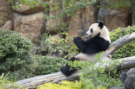 Le Premier Panda Né En France Senvole Vers La Chine Ce Mardi