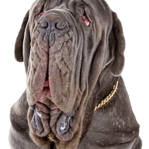 Neapolitan Mastiff Character And Ownership Dog Breed Pictures Dogbible