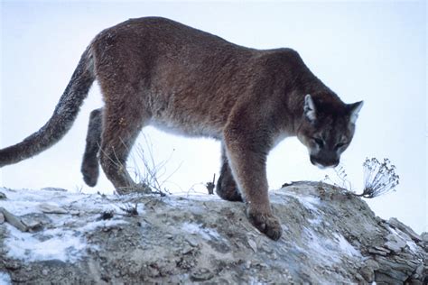 What Do Cougars Look Like Telegraph