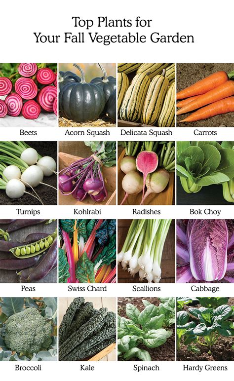 beginner s fall vegetable garden planting guide vegetable garden planting guide fall garden