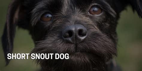 Short Snout Dog Dog Ma Dog Spa