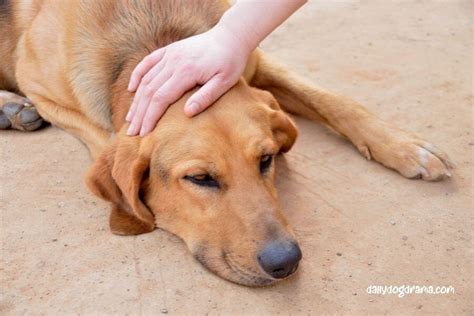 Feeding A Dog With Parvo After Parvo Recovery Diet Dailydogdrama