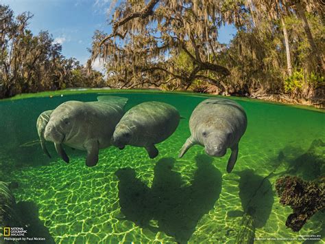 Manatees Sea Cow Florida 1600x1200 Download Hd Wallpaper