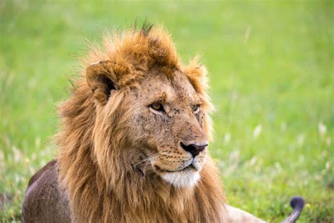 The Face Of A Big Lion In Closeup Stock Image Image Of Large