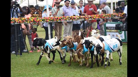Ugandas Royal Ascot Goat Race 2019 Youtube