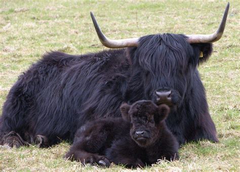 Highland Cattle Info Size Lifespan Uses And Pictures