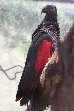 Pesquet's parrots are limited in range to mountainous rainforests in an area spanning the length of central new pesquet's parrot image referenced from wikipedia and originally posted by lohachata. Pesquet's Parrot - Psittrichas fulgidus