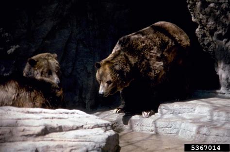 Grizzly Bear Ursus Arctos