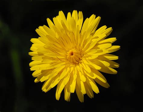 File:Flower February 2008-2.jpg