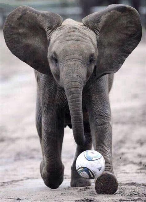 Baby Elephant Playing Soccer Cute Baby Elephant Elephant Baby