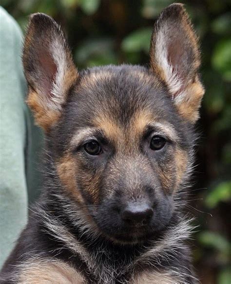 Fawn Von Fendi Is A 7 Week Old German Shepherd Puppy Sheprescue