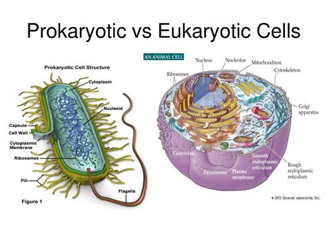 Prokaryotic Cells Vs Eukaryotic Cells