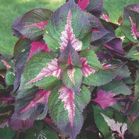 Perilla Beefsteak Plant Tricolor Perilla Frutescens My Garden Life