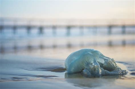 Australian Teen First Person To Die Of Box Jellyfish Sting In 15 Years