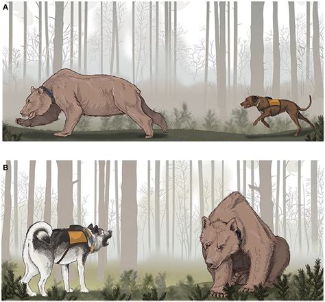 What Kind Of Dog Hunts Bears