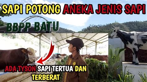 Sapi Potong Di Balai Besar Pelatihan Peternakan Bbpp Batu Jawa Timur
