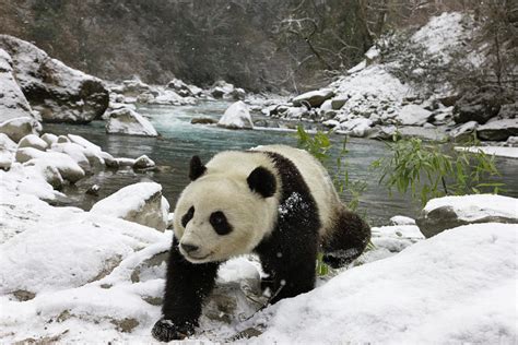 Giant Panda In Snow By River By Keren Su