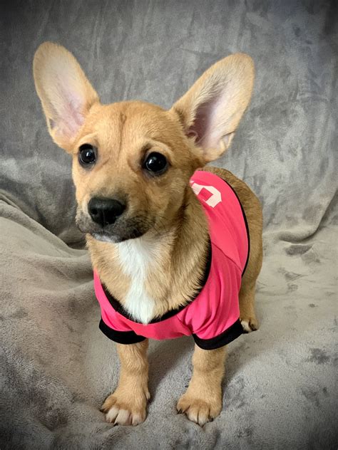 Good reputable breeder, good with other pets & kids home raised corgi puppies. Corgi Puppies For Sale | Corona, CA #328908 | Petzlover