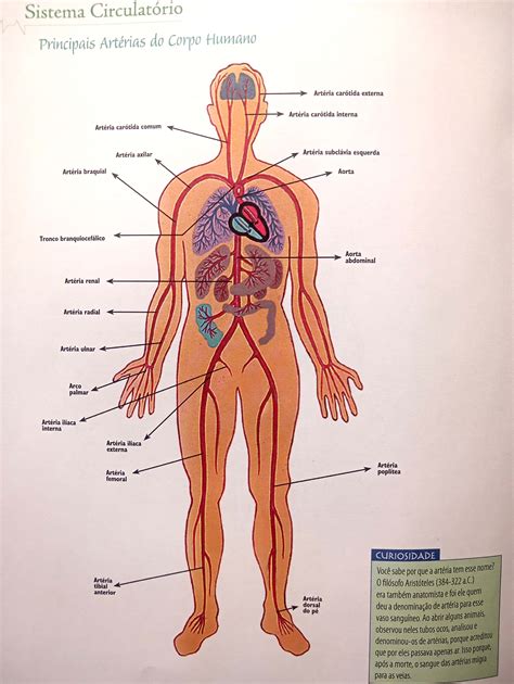 Principais Arterias Do Corpo Humano Anatomia Humana Geral