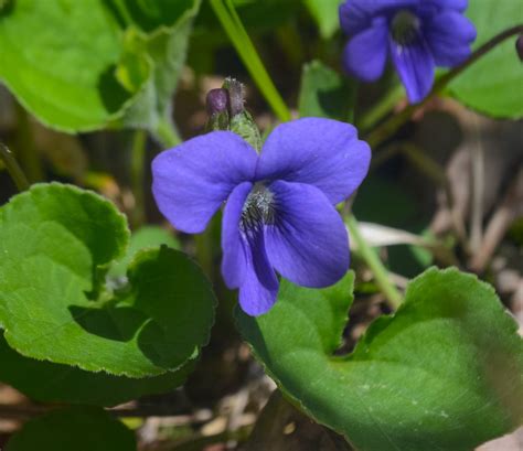 Here Is Your Most Ideal Price Missouri Wood Violet —1540 Seeds Viola