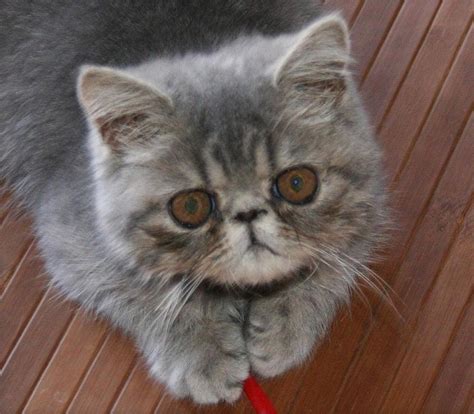 A small, cage free cattery specializing in beautiful shaded silver, chinchilla, shaded golden and blue shaded golden persians and exotic shorthair. Fast Methods Of exotic shorthair breeders - Insights ...
