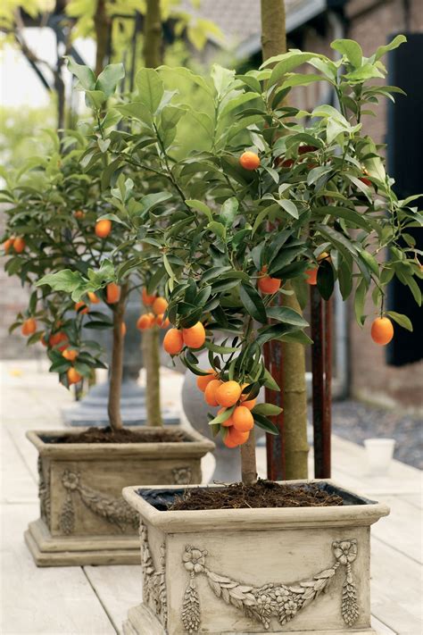 Tinamotta Citrus Kumquat Fonte In10